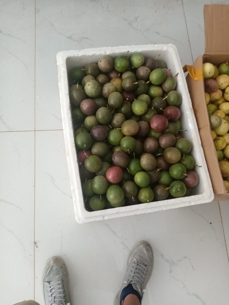 大量台农开始上市，欢迎各位老板来合作
