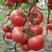 早熟西红柿苗，红果番茄苗精品大果高抗根腐青枯，耐热型