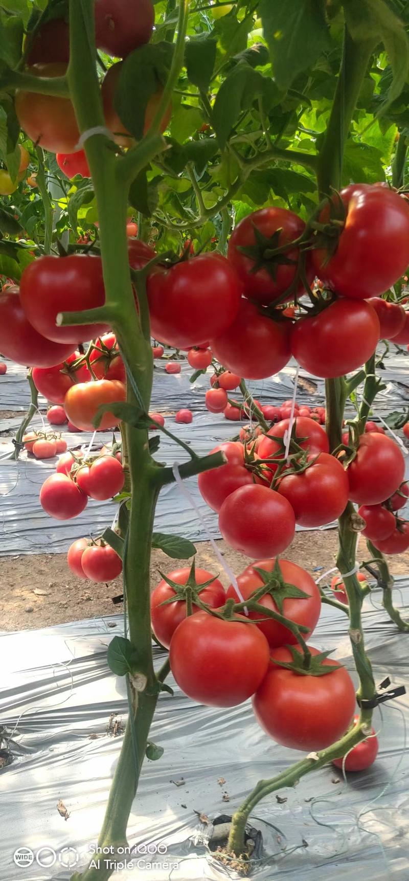早熟西红柿苗，红果番茄苗精品大果高抗根腐青枯，耐热型