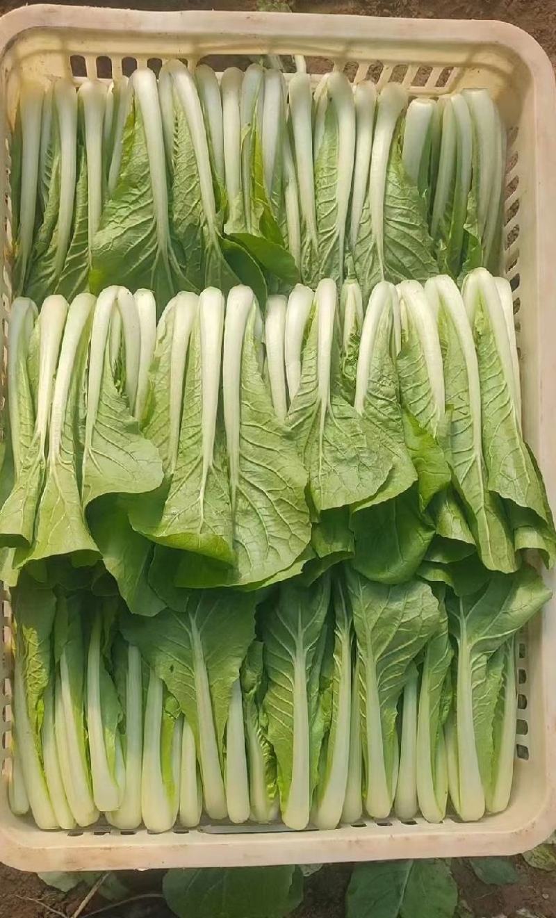 【推荐】小白菜毛白菜杭白菜产地一手货源常年供应