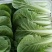 【推荐】小白菜毛白菜杭白菜产地一手货源常年供应