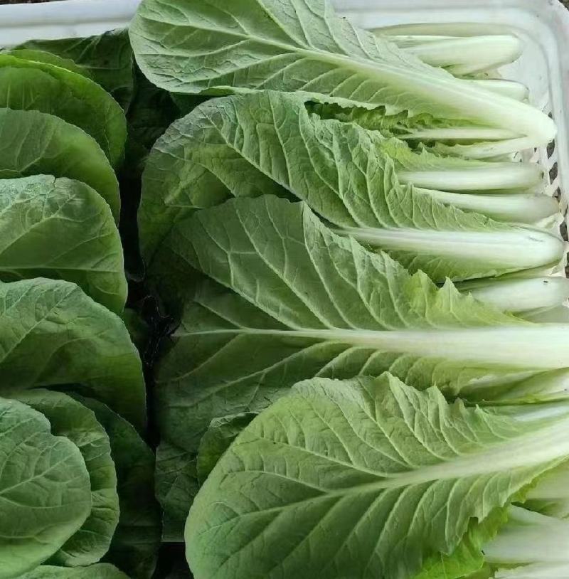 【推荐】小白菜毛白菜杭白菜产地一手货源常年供应