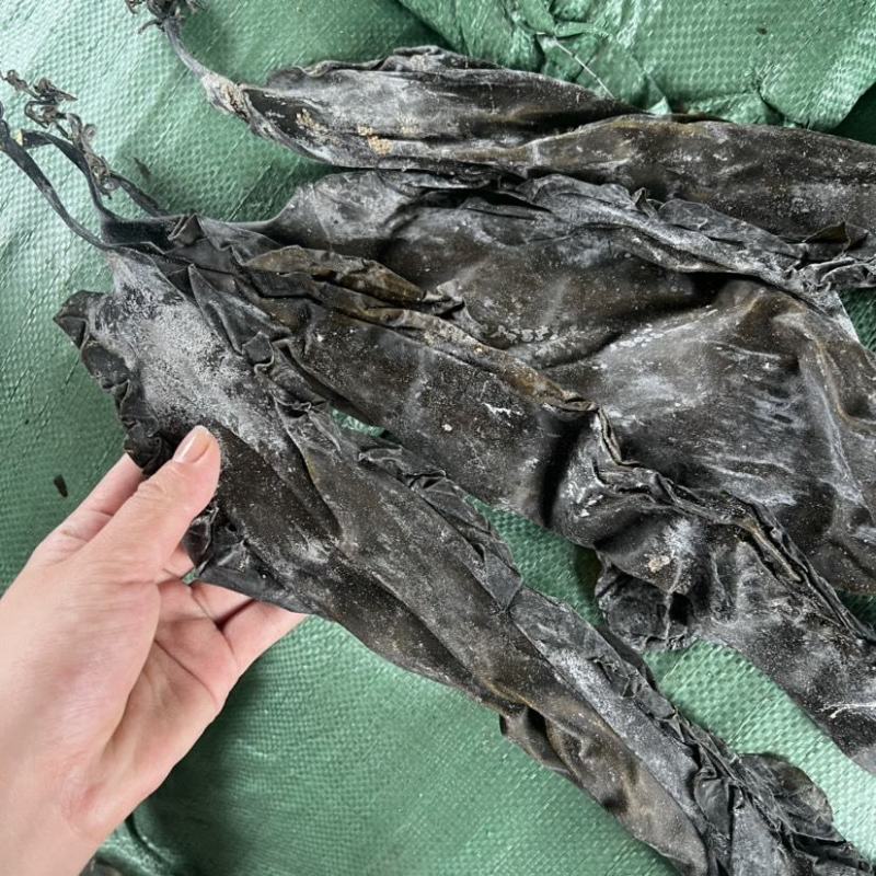 海带皮干货海带皮基地直发江湖地摊海带皮批发