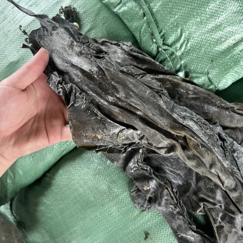 海带皮干货海带皮基地直发江湖地摊海带皮批发