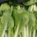 【荐】南通奶白菜精品小白菜视频看货大量供应发货全国
