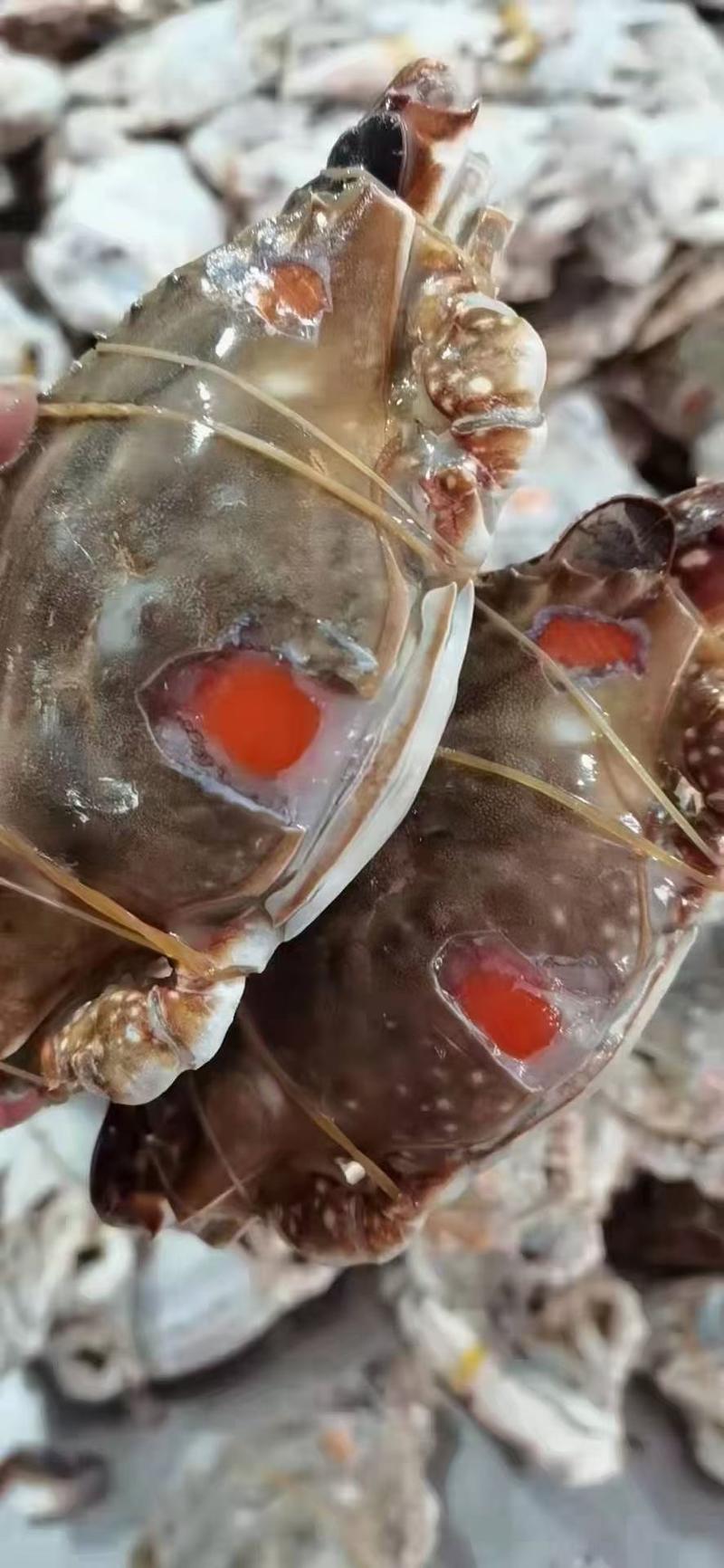 舟山本地红膏蟹，支持一件代发，社区团购，落地配