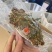 舟山本地红膏蟹，支持一件代发，社区团购，落地配