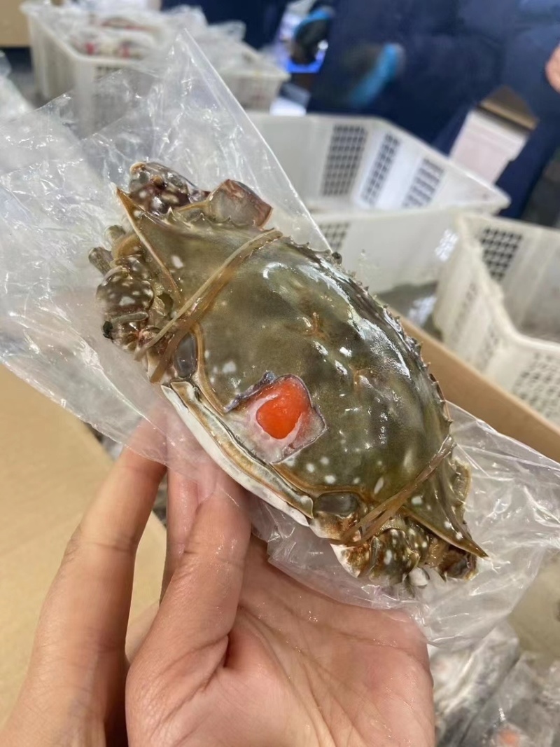 舟山本地红膏蟹，支持一件代发，社区团购，落地配