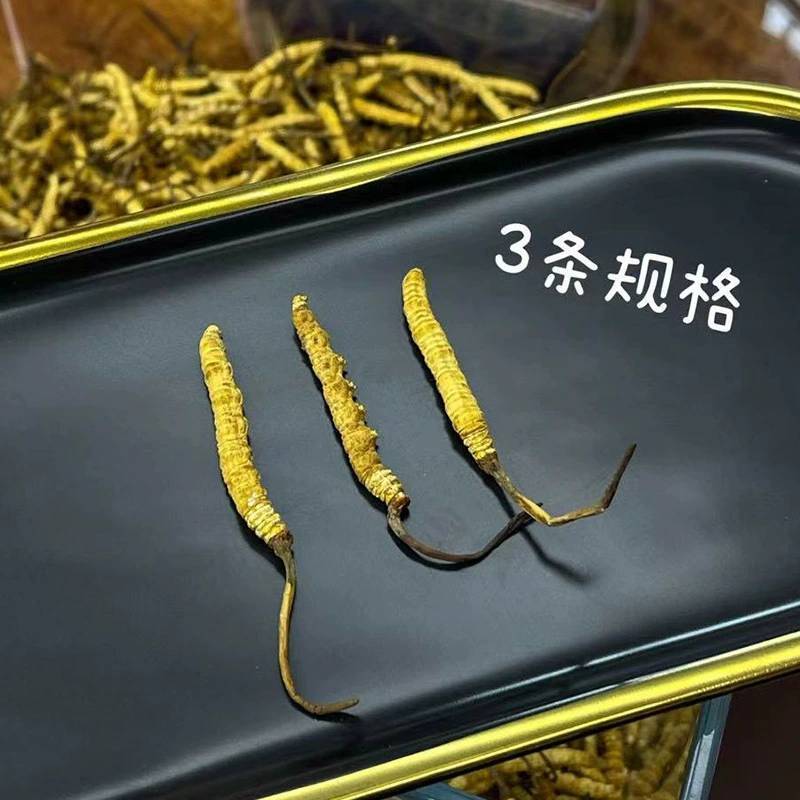 批发冬虫夏草冻干虫草一件代发2023年新鲜冬虫夏草