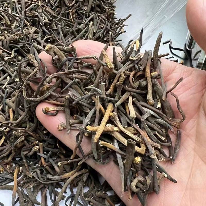批发冬虫夏草冻干虫草一件代发2023年新鲜冬虫夏草