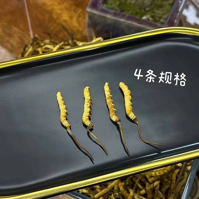 批发冬虫夏草冻干虫草一件代发2023年新鲜冬虫夏草