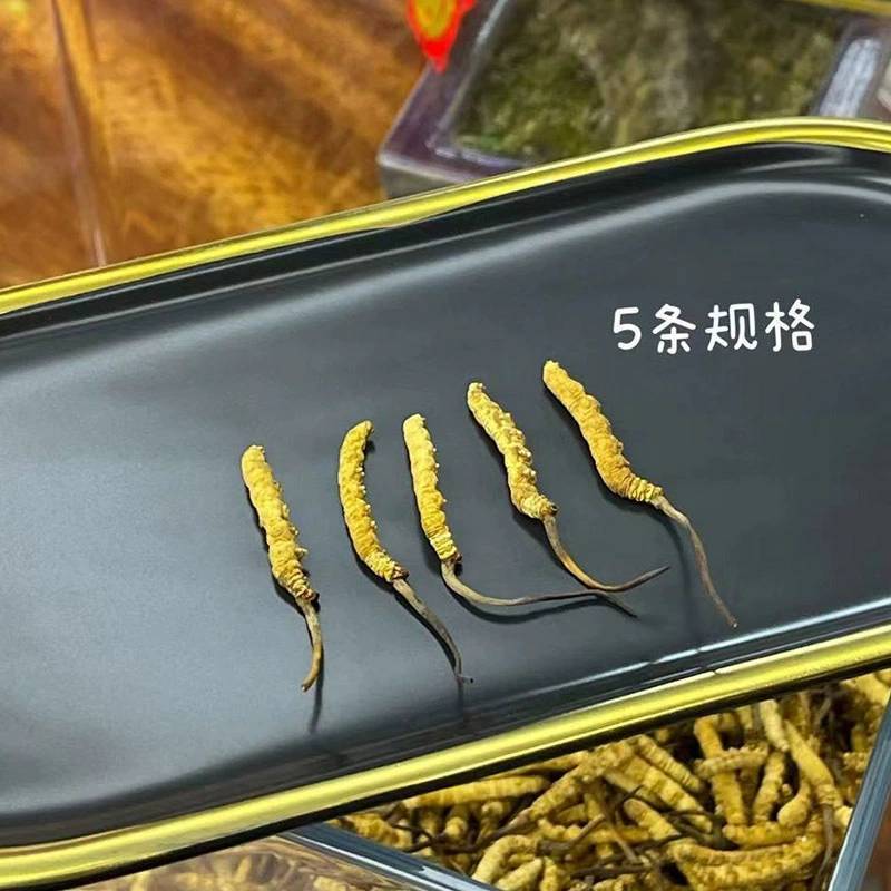 批发冬虫夏草冻干虫草一件代发2023年新鲜冬虫夏草