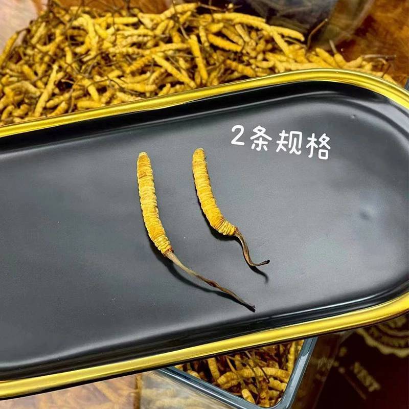 批发冬虫夏草冻干虫草一件代发2023年新鲜冬虫夏草