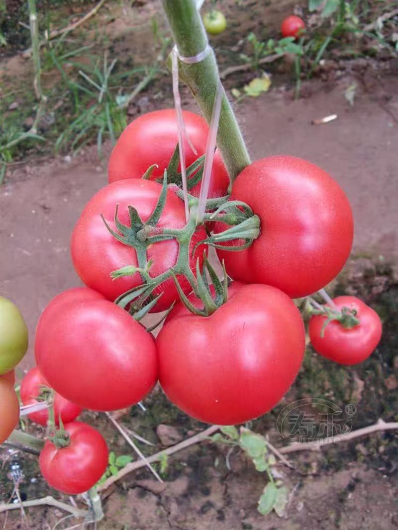 大红西红柿，产地看货论价，一首货源，欢迎各位老板订购。