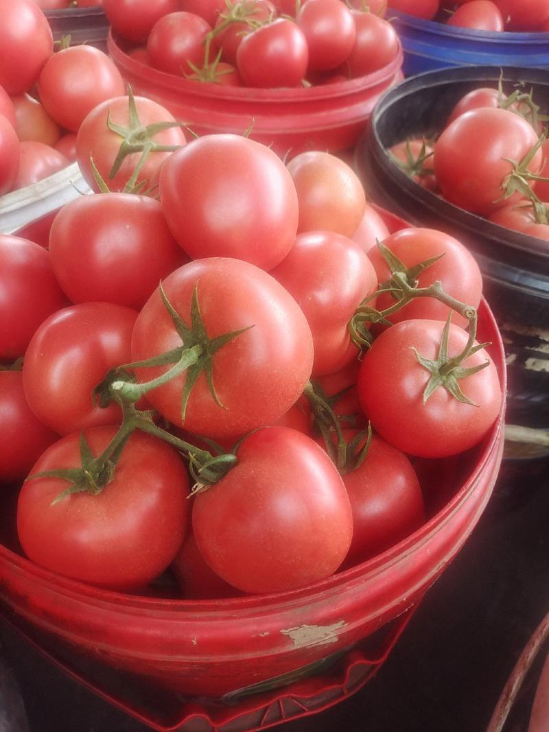 大红西红柿，产地看货论价，一首货源，欢迎各位老板订购。