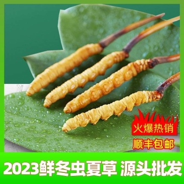 2023头期新鲜冬虫夏草鲜虫草批发产地直发诚招代理
