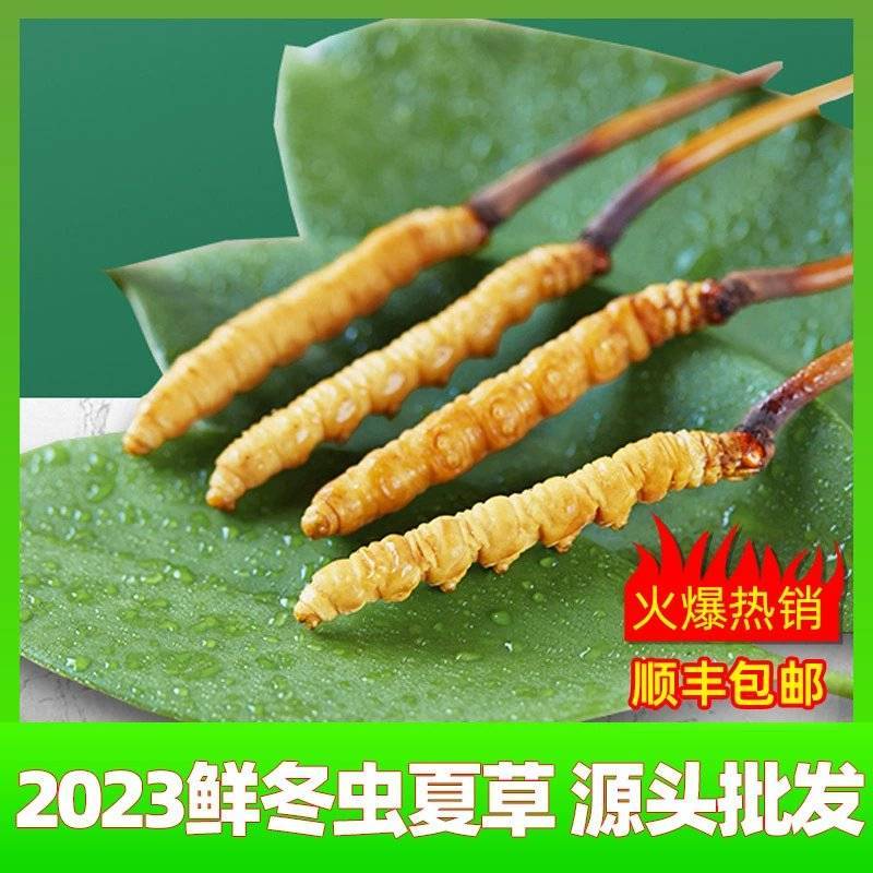 2023头期新鲜冬虫夏草鲜虫草批发产地直发诚招代理