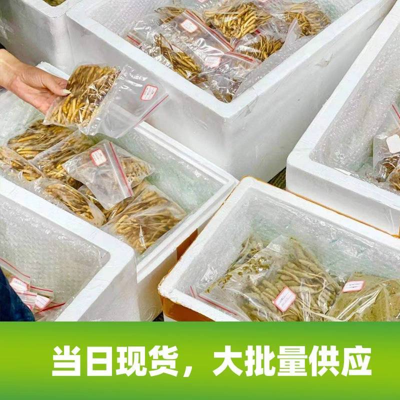 2023头期新鲜冬虫夏草鲜虫草批发产地直发诚招代理
