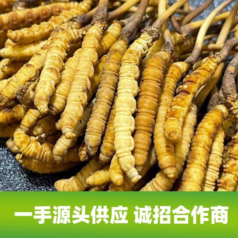 2023头期新鲜冬虫夏草鲜虫草批发产地直发诚招代理