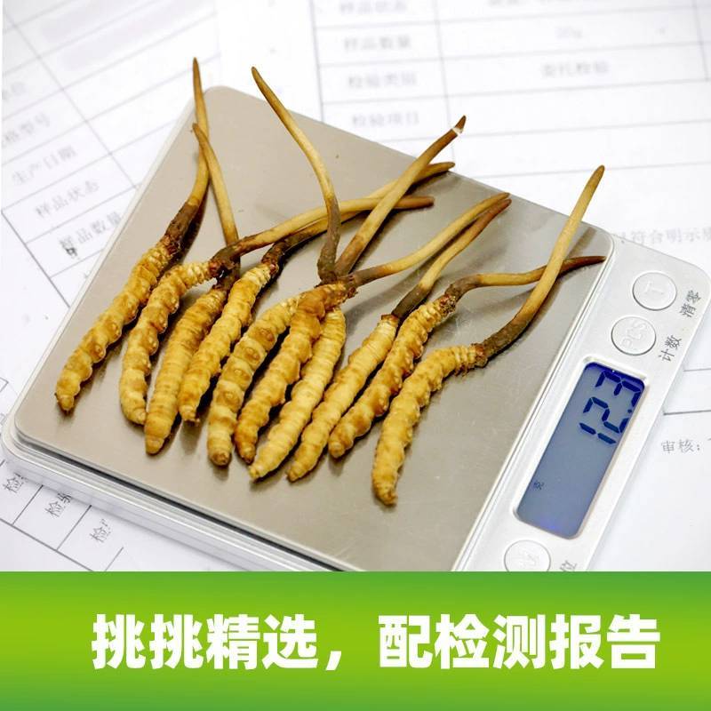 2023头期新鲜冬虫夏草鲜虫草批发产地直发诚招代理