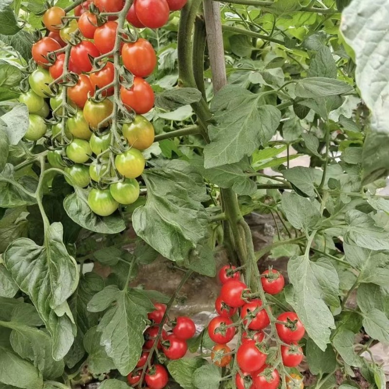 红樱桃千禧苗，釜山88番茄苗，红桃小番茄苗