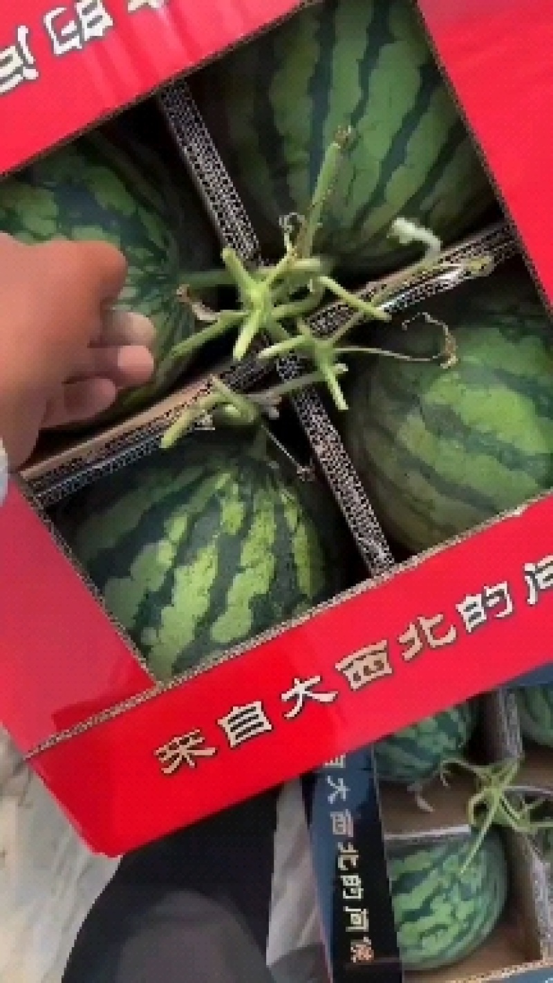 山东威海文登本地西瓜