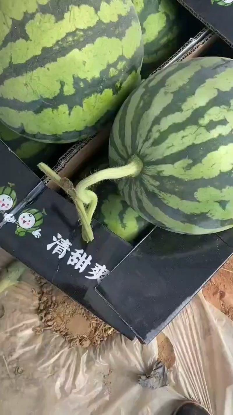 山东威海文登本地西瓜