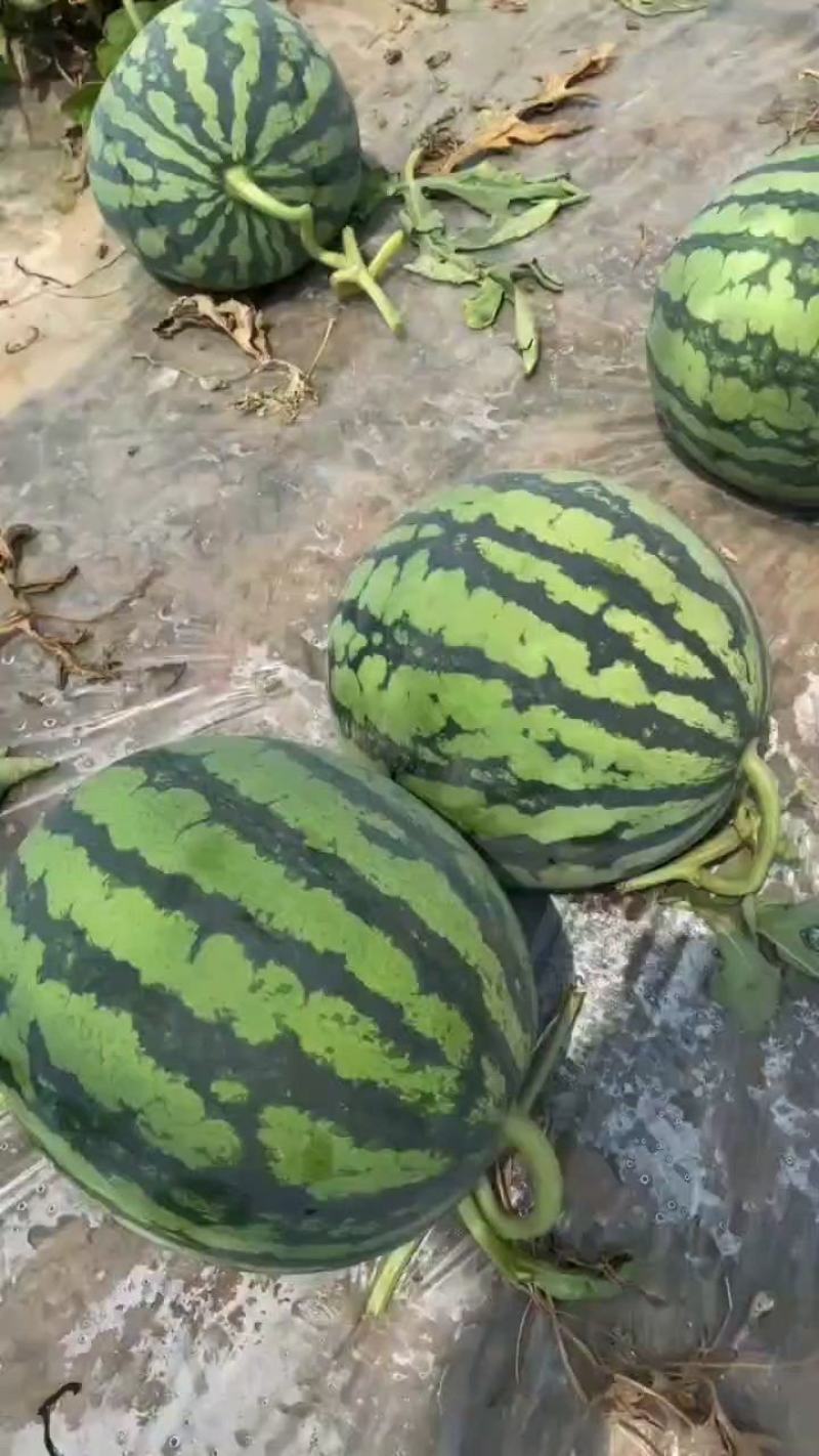 山东威海文登本地西瓜