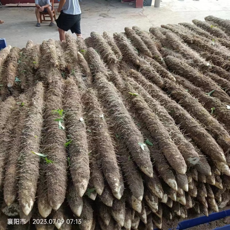 【精品山药】九斤黄山药，优质产品质量口感好基地直发