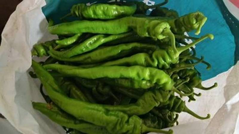 循化精品陇椒