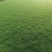 大量马尼拉草皮优惠供应