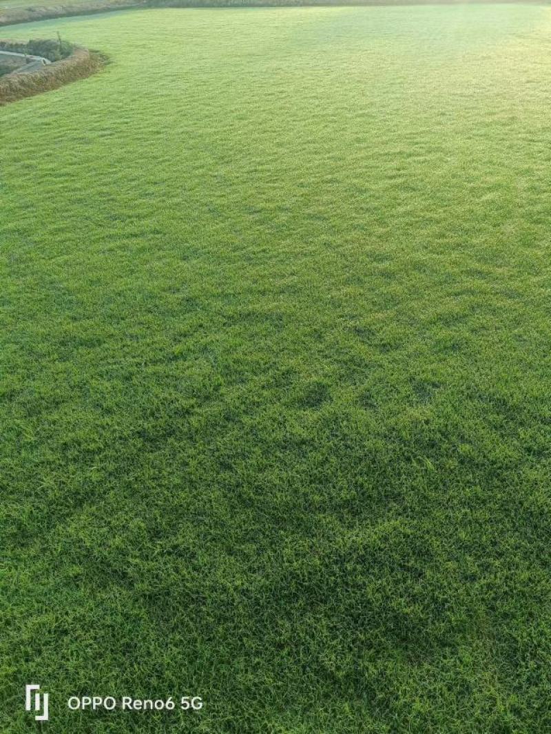 大量马尼拉草皮优惠供应