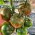 普罗旺斯西红柿苗抗病毒产量高，水果番茄苗草莓柿子苗