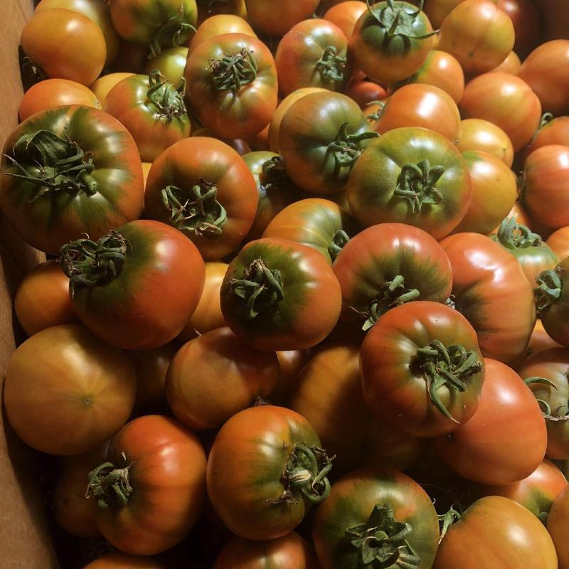 普罗旺斯西红柿苗抗病毒产量高，水果番茄苗草莓柿子苗