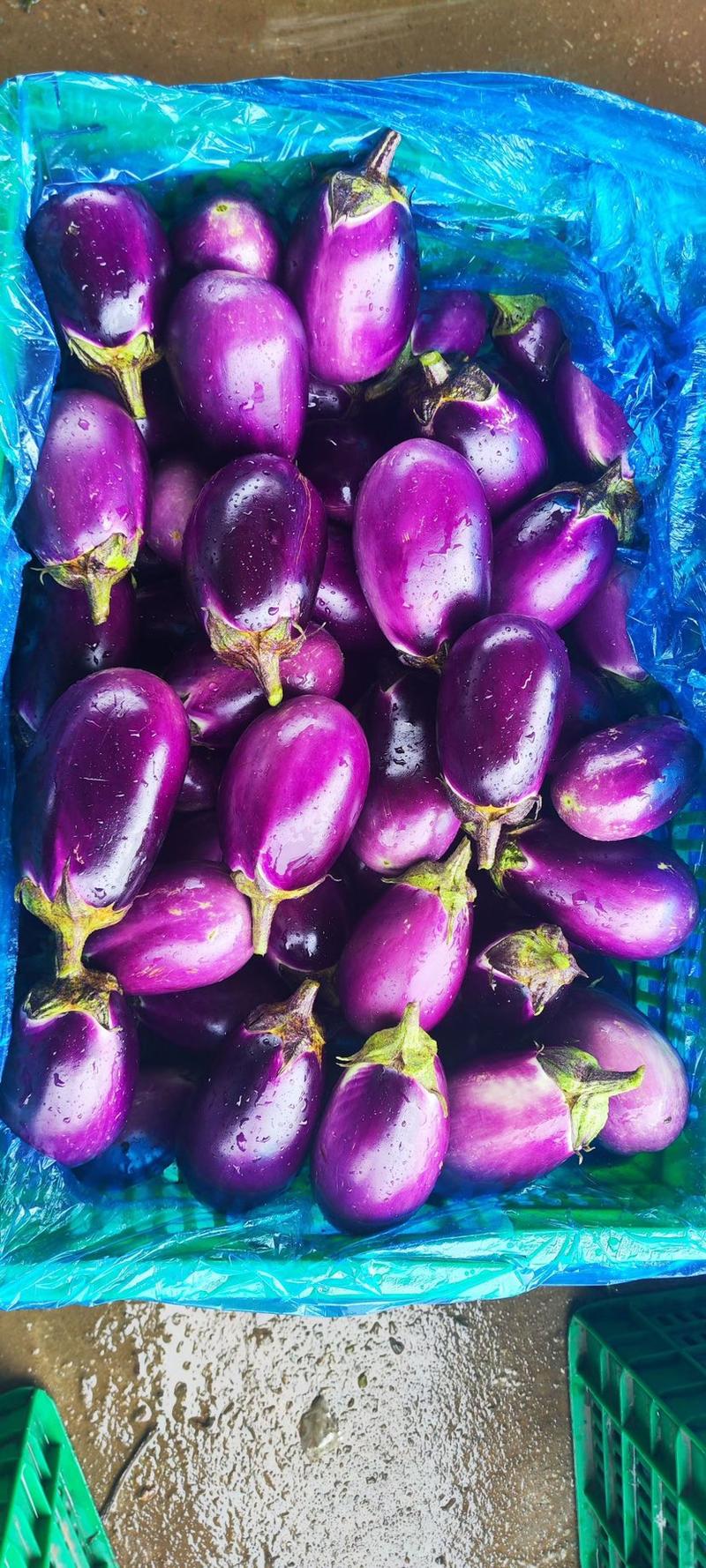 茄瓜、紫长茄