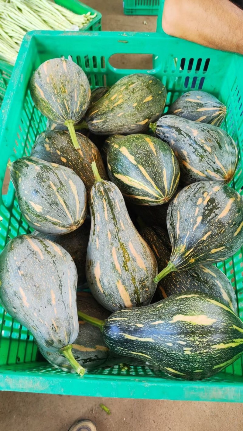 香芋南瓜