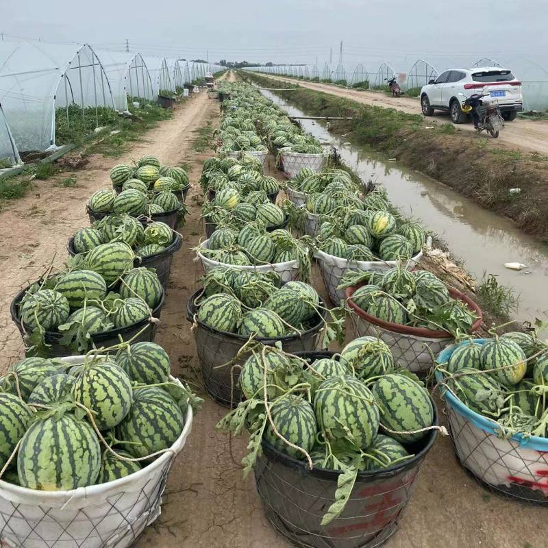 8424美都麒麟西瓜大量上市