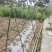 【豆角类专用】豇豆荷兰豆豆角爬藤网种植藤蔓类蔬菜