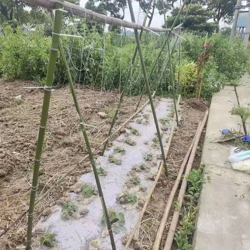 【豆角类专用】豇豆荷兰豆豆角爬藤网种植藤蔓类蔬菜