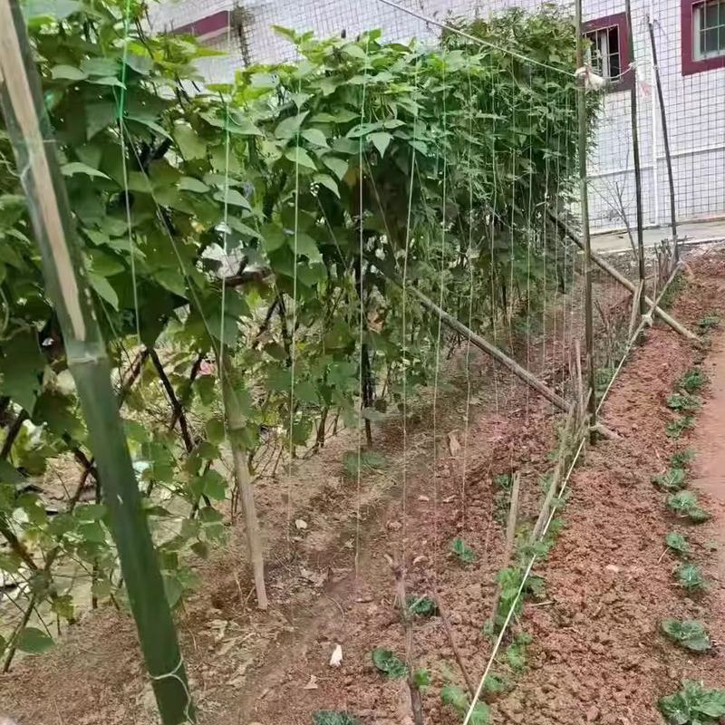 【豆角类专用】豇豆荷兰豆豆角爬藤网种植藤蔓类蔬菜