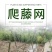 【豆角类专用】豇豆荷兰豆豆角爬藤网种植藤蔓类蔬菜
