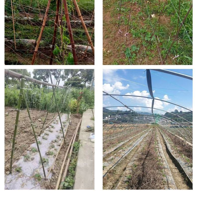 【豆角类专用】豇豆荷兰豆豆角爬藤网种植藤蔓类蔬菜