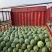 8424美都麒麟西瓜大量上市