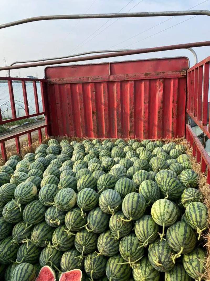 8424美都麒麟西瓜大量上市
