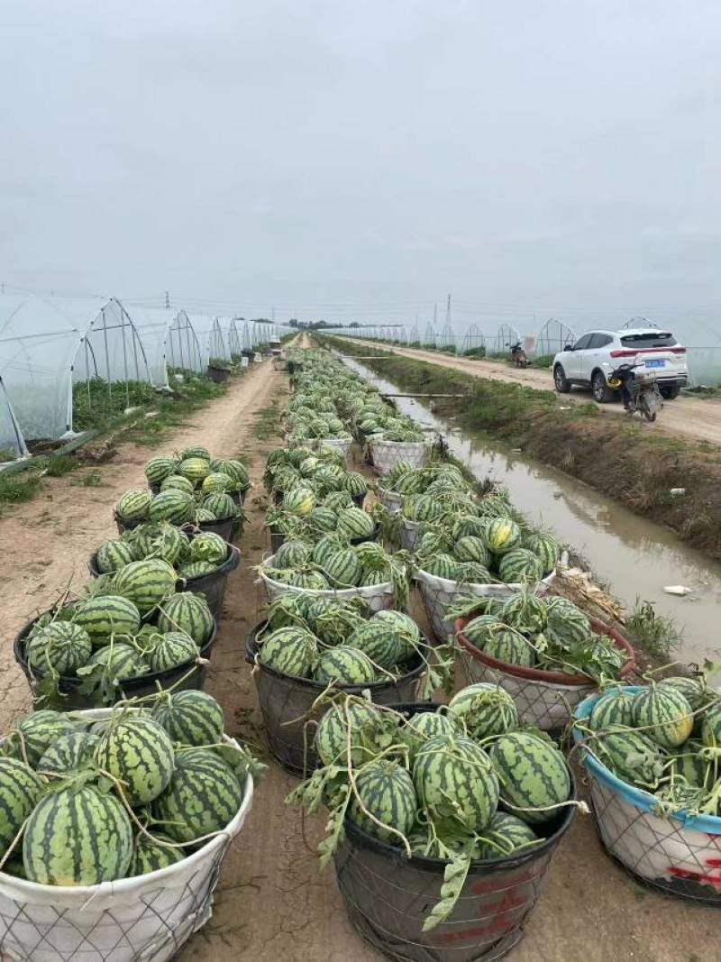 8424美都麒麟西瓜大量上市