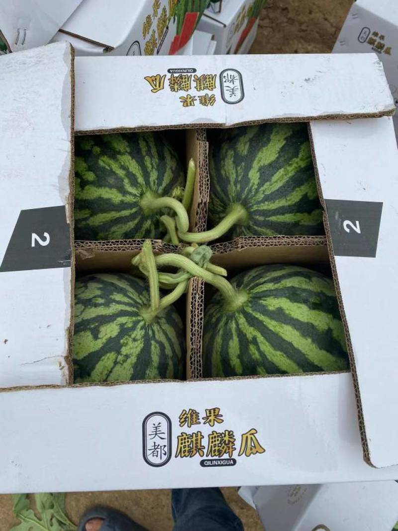 8424美都麒麟西瓜大量上市