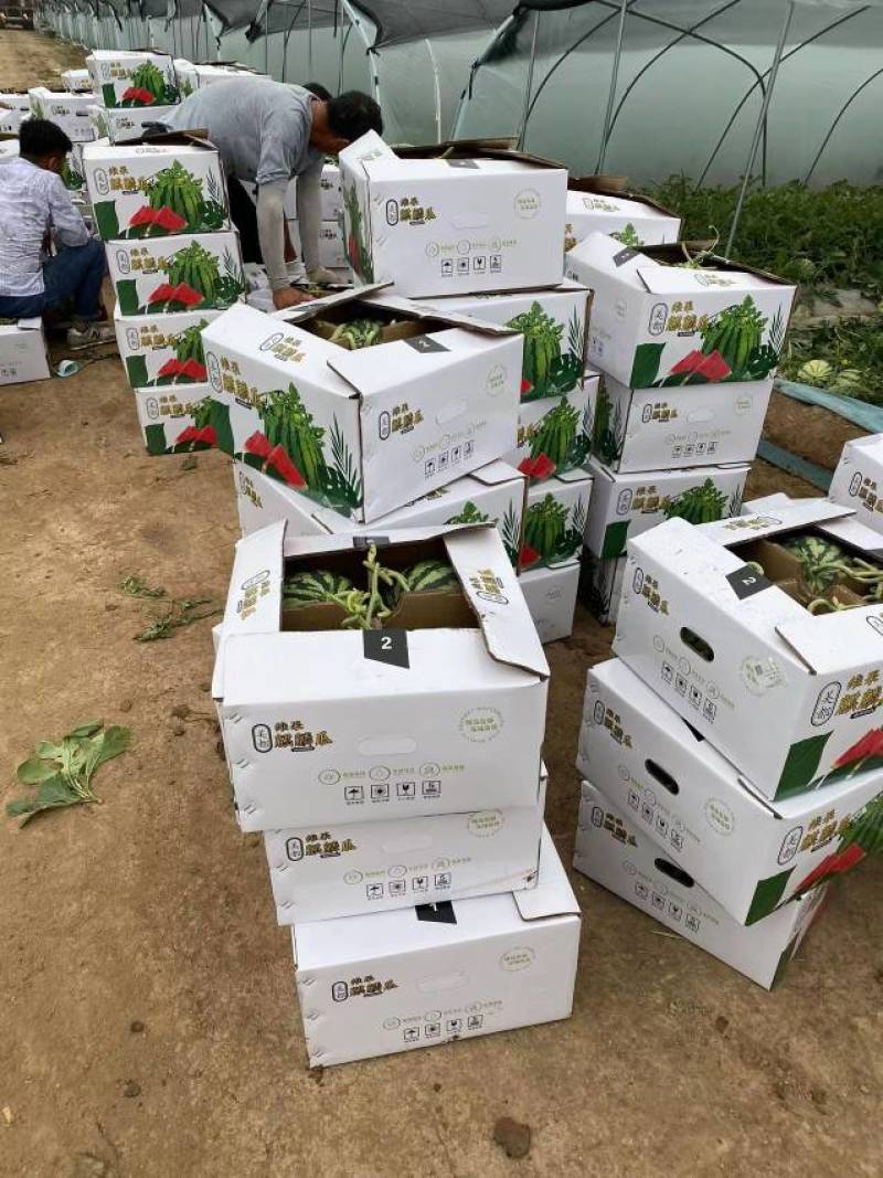 8424美都麒麟西瓜大量上市