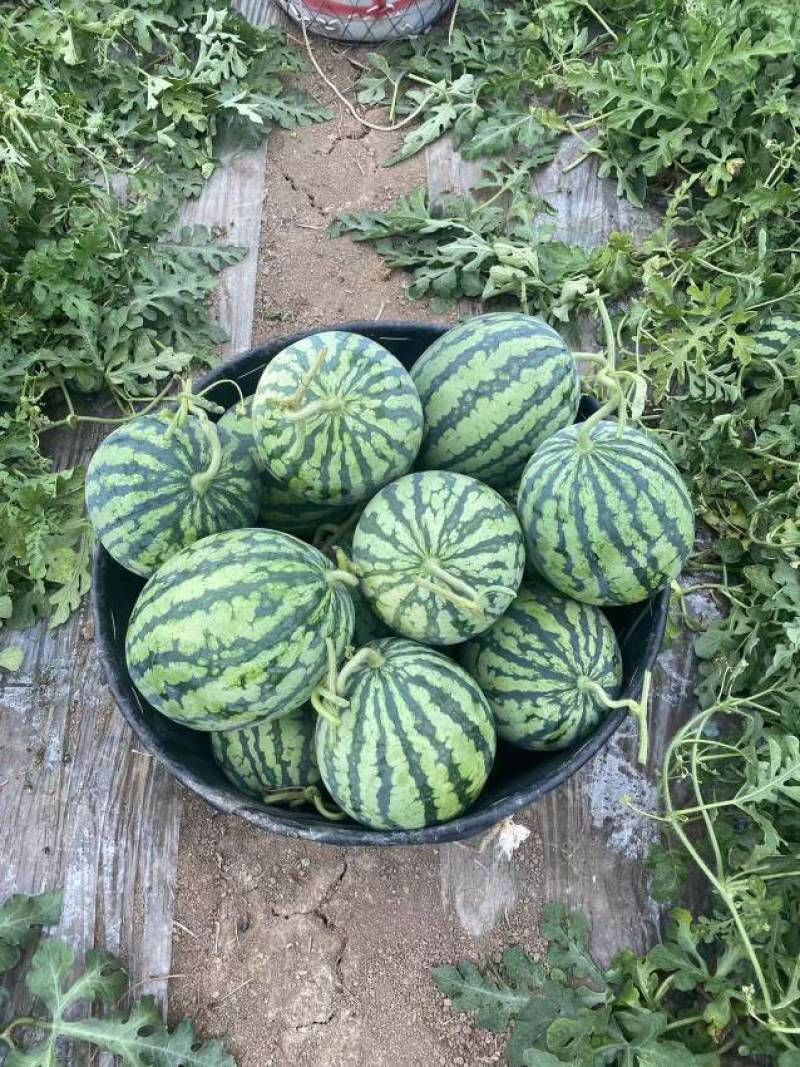 8424美都麒麟西瓜大量上市