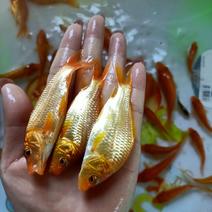 红鲤鱼苗正宗淡水鱼塘养殖