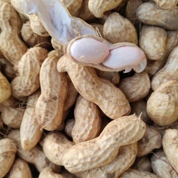 鲜花生大量有货个大仔粒饱满纯沙地的品质保证欢迎咨询